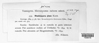 Rhabdospora pinea image